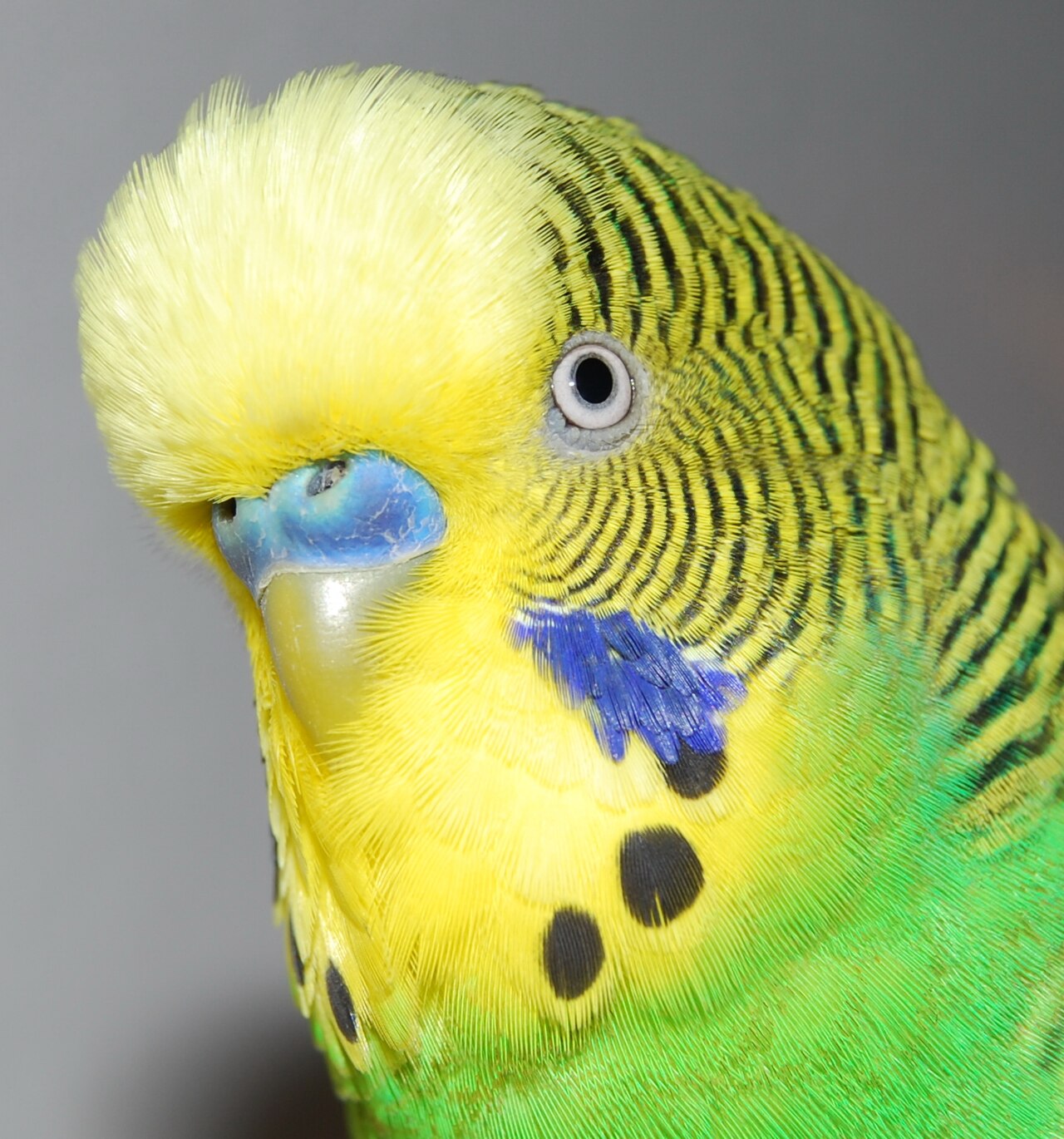 Close-up detail of a budgerigar's head and beak feathers