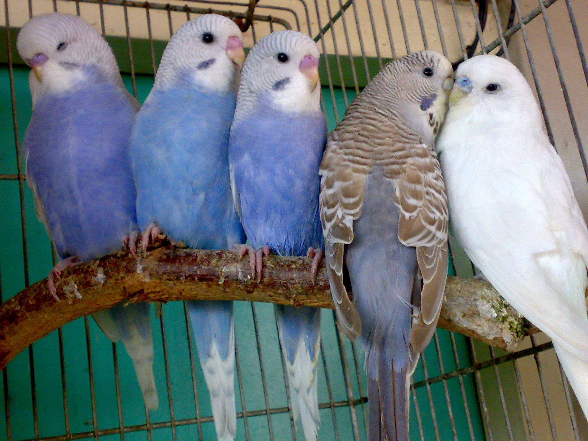 A family of five pet budgerigars perched together